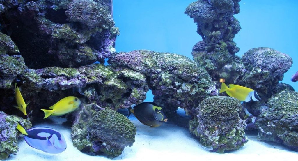 Fraai ingericht aquarium met levende en niet-levende decoratie voor optimaal comfort van vissen