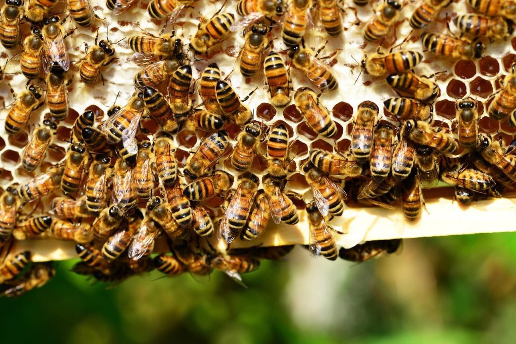 Kastanjehoning: donkerbruine honing met rijke nootachtige smaak, verzameld van kastanjebloemen door bijen