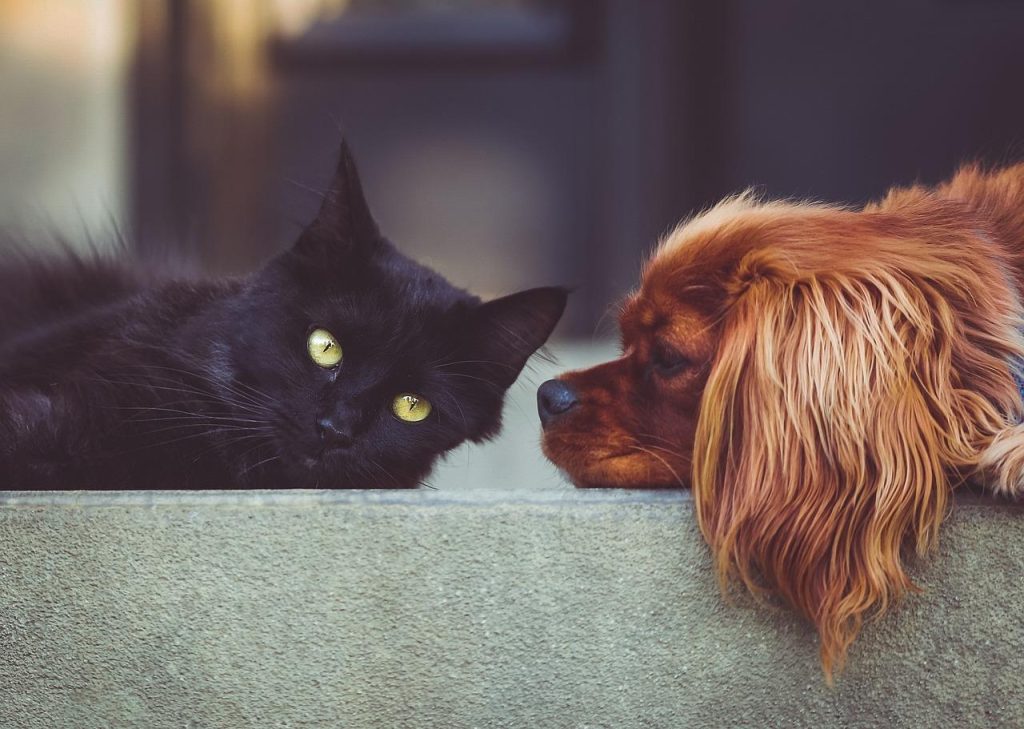 Dierenwinkel in Oldenzaal met breed assortiment voeding, speelgoed en verzorgingsproducten voor huisdieren