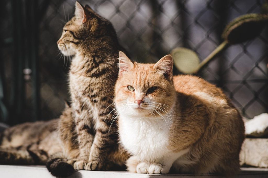Dierenspeciaalzaak in Kerkrade met voeding, speelgoed en verzorgingsproducten voor huisdieren