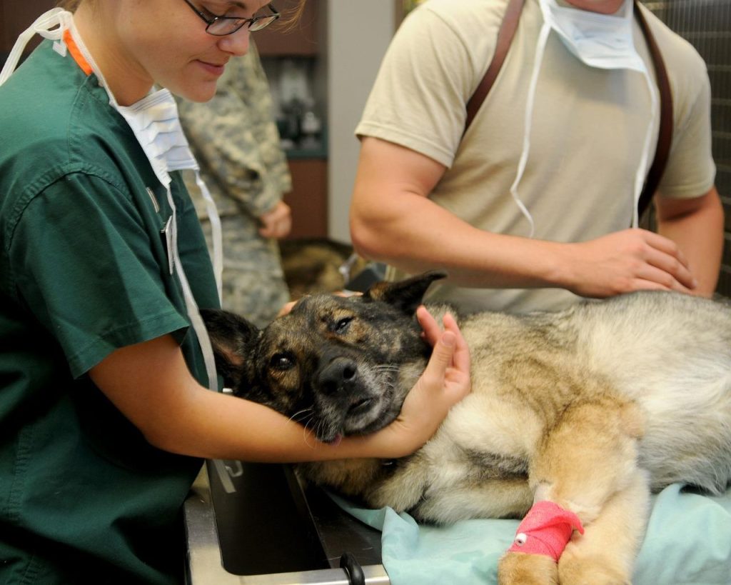 Dierenkliniek in Maassluis team biedt professionele veterinaire zorg voor gezonde en gelukkige huisdieren